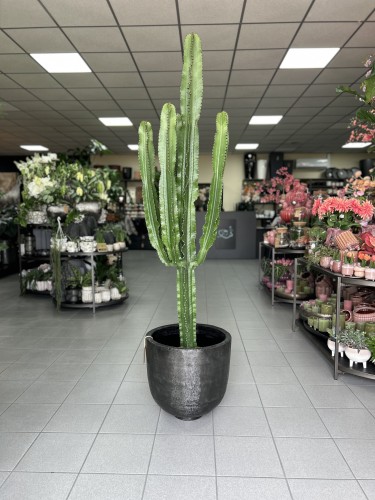 Euphorbia Erytrea