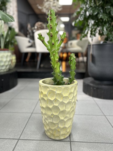 Euphorbia maurentania