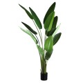Strelitzia  PTMD