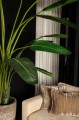 Strelitzia  PTMD