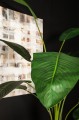 Strelitzia  PTMD