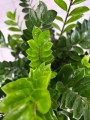 Zamioculcas zamiifolia