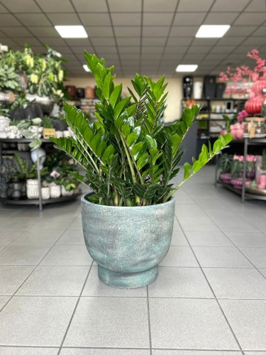 Zamioculcas zamiifolia