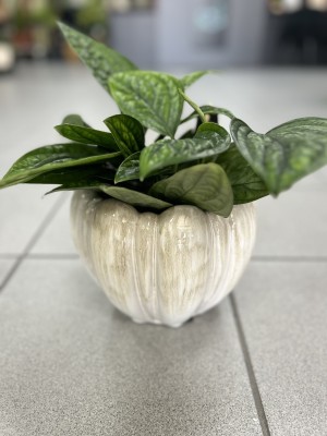 Epipremnum pinnatum Marble Planet  