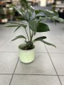 Philodendron Dragon Tail