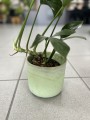 Philodendron Dragon Tail