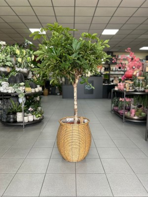 Schefflera arboricola Compacta, szeflera
