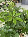 Schefflera Arboricola Compacta