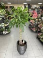 Pachira aquatica warkocz