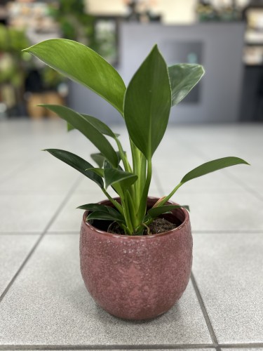 Philodendron green Princess