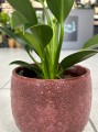Philodendron green Princess