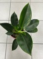 Philodendron green Princess