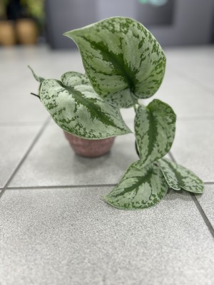 Scindapsus pictus Trebie 