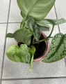 Scindapsus Pictus Trebie