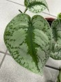 Scindapsus Pictus Trebie