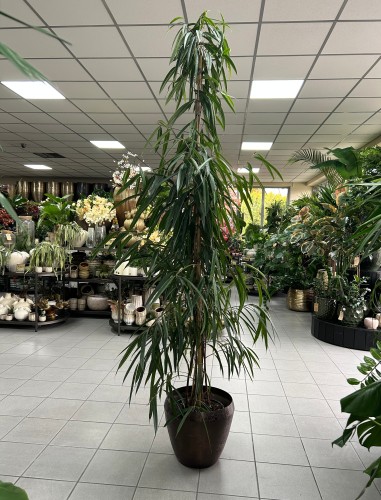 Ficus binnendiijkii 'Alii', Figowiec wierzbolistny