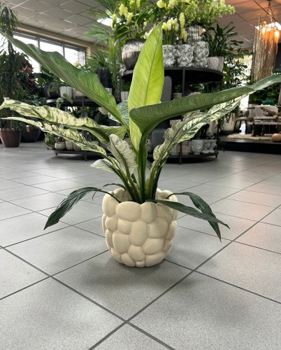 Spathiphyllum Sensation Variegata