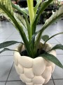 Spathiphyllum Sensation Variegata