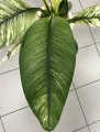 Spathiphyllum Sensation Variegata