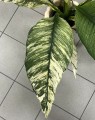 Spathiphyllum Sensation Variegata