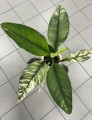 Spathiphyllum Sensation Variegata