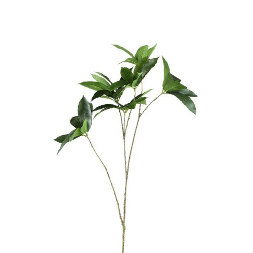 Gałązka szeflery arboricola PTMD