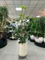 Philodendron pedatum XL