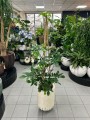 Philodendron pedatum XL