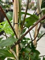 Philodendron pedatum XL