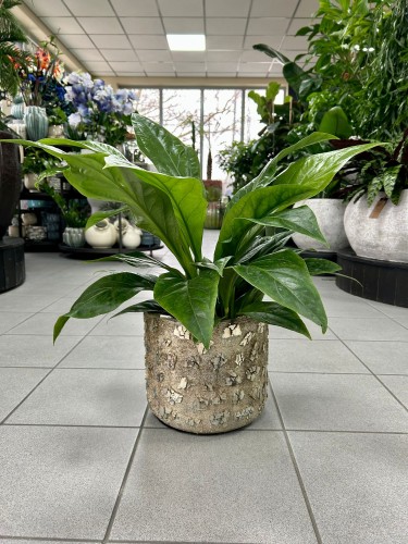 Anthurium elipticum Jungle Bush