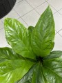 Anthurium elipticum Jungle Bush