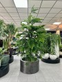 Araucaria heterophylla