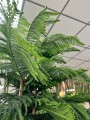 Araucaria heterophylla