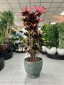 Kroton, Codiaeum variegatum Mrs. Iceton