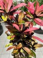 Kroton, Codiaeum variegatum Mrs. Iceton