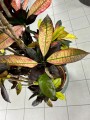 Kroton, Codiaeum variegatum Mrs. Iceton