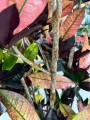 Kroton, Codiaeum variegatum Mrs. Iceton