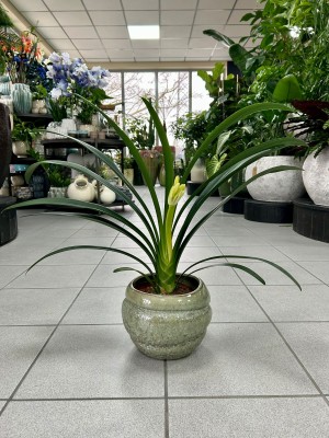 Clivia miniata, kliwia pomarańczowa