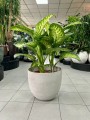 Dieffenbachia seguine Lemon Tropic