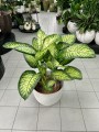 Dieffenbachia seguine Lemon Tropic