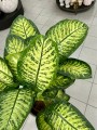 Dieffenbachia seguine Lemon Tropic