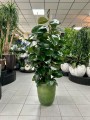 Ficus elastica Robusta