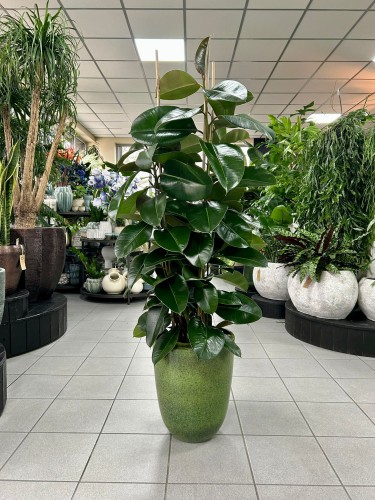 Ficus elastica Robusta