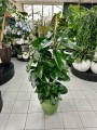 Ficus elastica Robusta