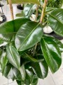Ficus elastica Robusta