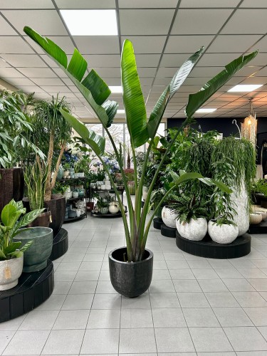 Strelitzia Nicolai Augusta