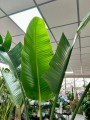 Strelitzia Nicolai Augusta