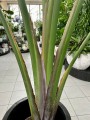 Strelitzia Nicolai Augusta
