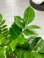 Zamioculcas Zamiifolia