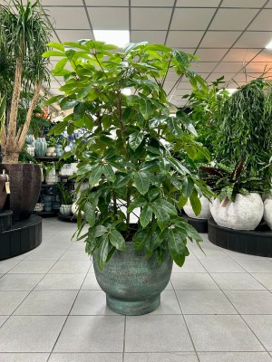 Schefflera actinophylla Amate green, szeflera